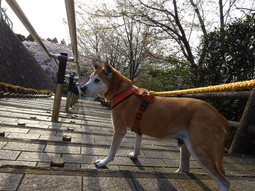 �ɤ�礦�ɤȳ���