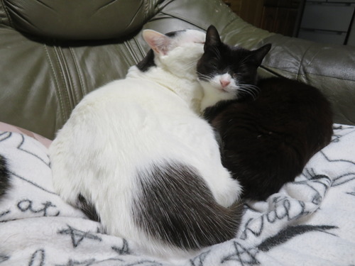 �ɤ����ɤ�