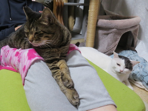 �ʤʡ�����