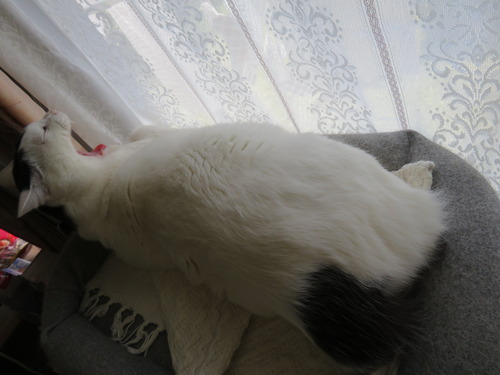 かい