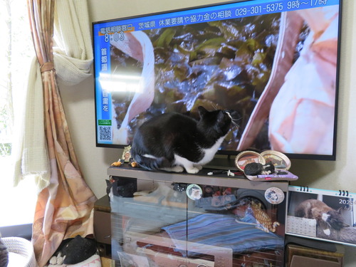 テロップに