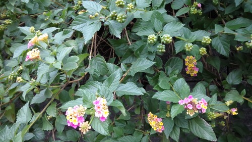 �İ�����