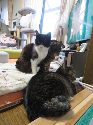 �����Ѥ���