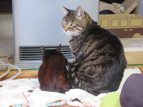 �ʤʡ�����