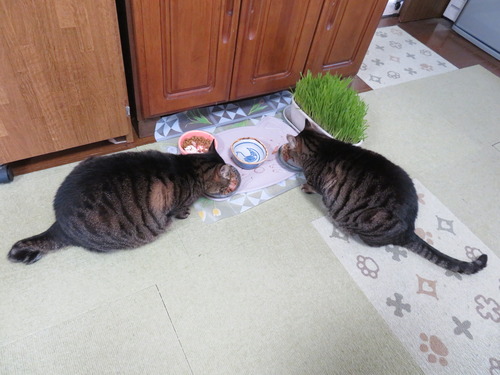 朝ごはんをウマウマ中