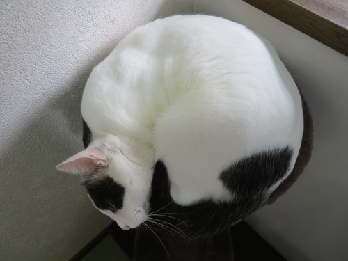 ジャストサイズ?