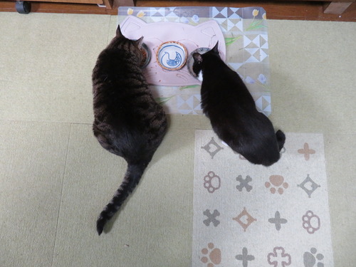 2020ǯ913ʤʤߡ¤ǥޥ