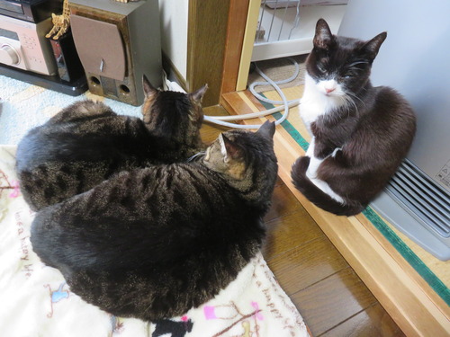 ���ȡ�����