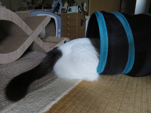 頭隠して