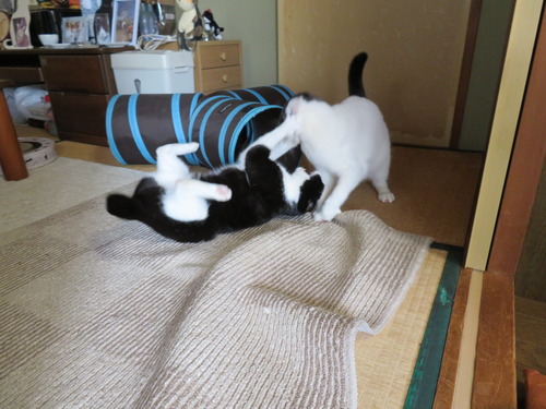 激しい