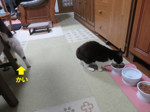 �ɤ��������ߡ�