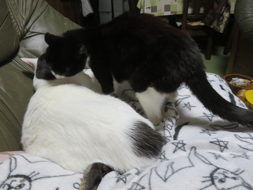 �ӤŤ������򤤤�