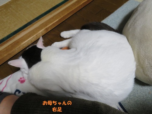 かい