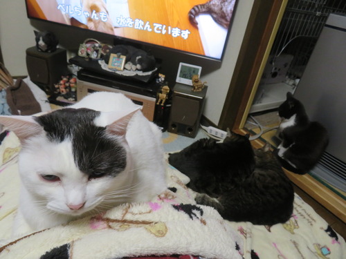 ����ʴ���