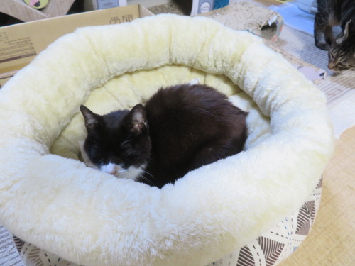 ���顢�դ�դ�٥åȤ�