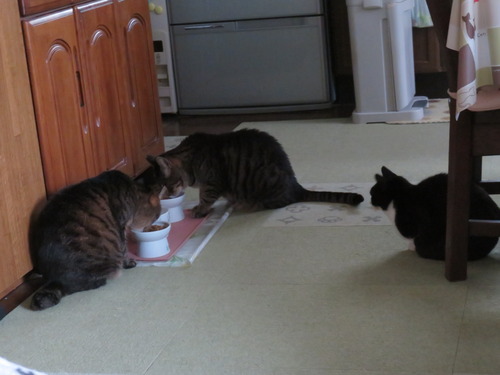 夕ご飯