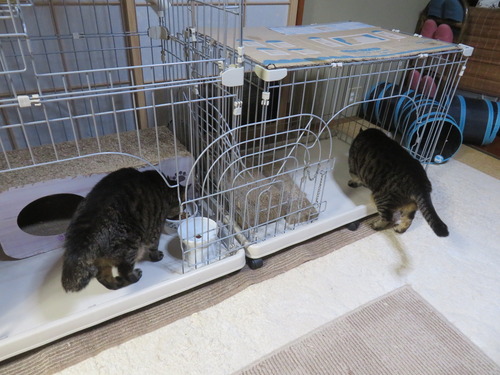 �ʤʡ�����