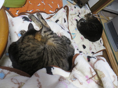 �������ʤ�