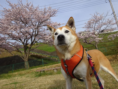 �ɤ�礦�ɸ���Ⱥ�