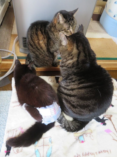 ��������ī��