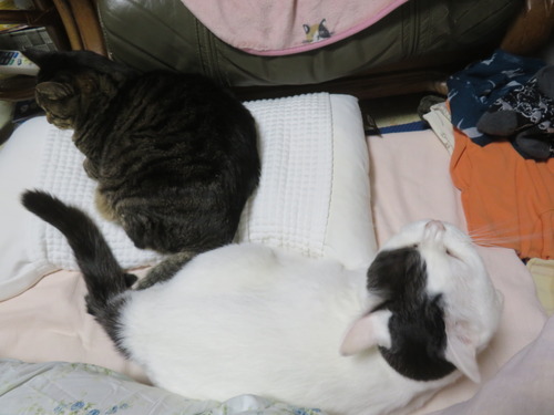 �������ɤʤʡ�������