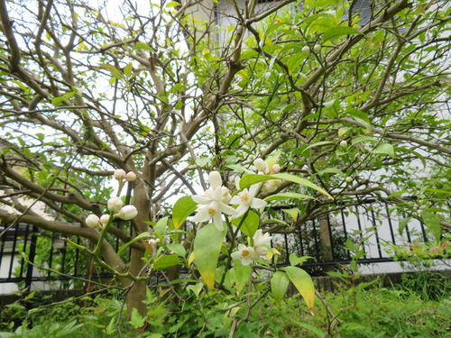 スダチの花