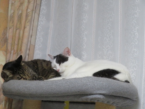 夜も