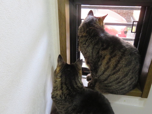何見てたのかな