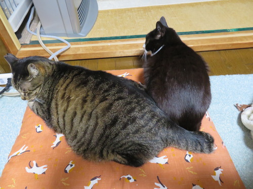 たく兄ちゃに