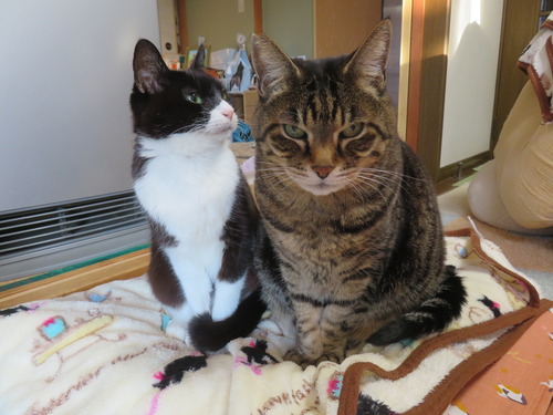 ���ȡ�������