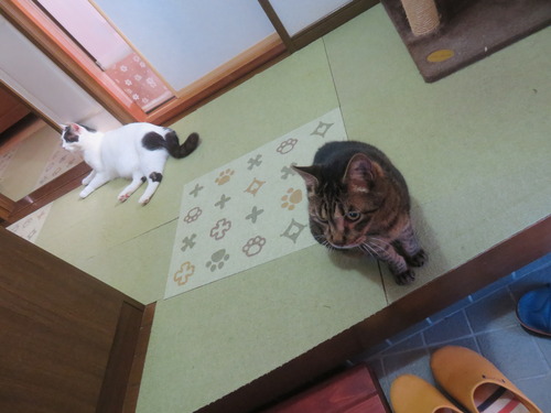 �ԤäƤ����