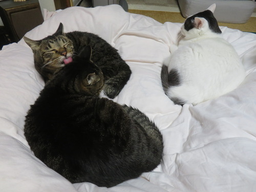 ������������Ĥξ�