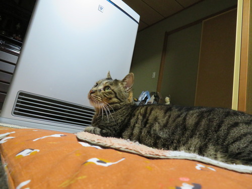 こんな真剣に