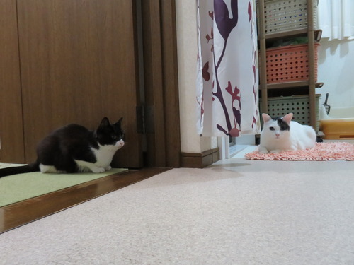 追いかけっこ&かくれんぼ
