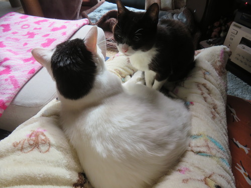 ­�δ֤ǿ��Ƶ錄�ɤ����ɤ�