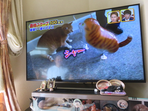録画のTV