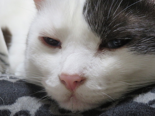 かい