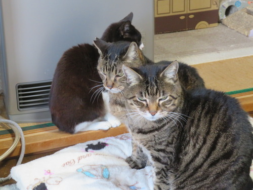 ���ȡ�������