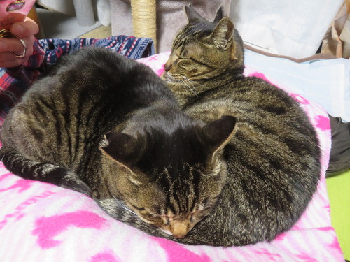 �ɤ����ߡɤˤԤä���