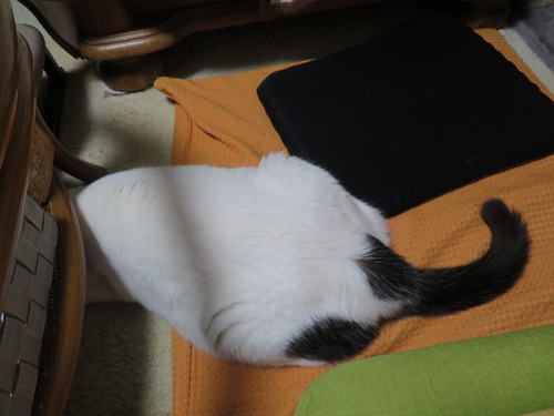 何してるの