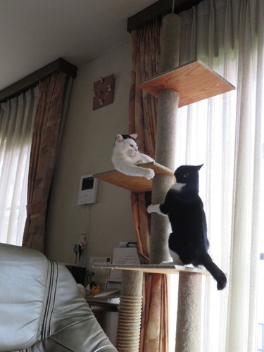 ここまで追いかけて