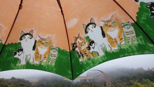 ������ī����