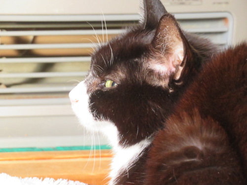 ���ˤ�ī�ƥ��