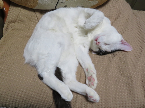 お母ちゃんの横で