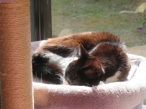 �ݤ��ݤ���