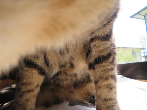 お父ちゃんに