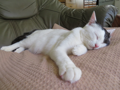 眠く?