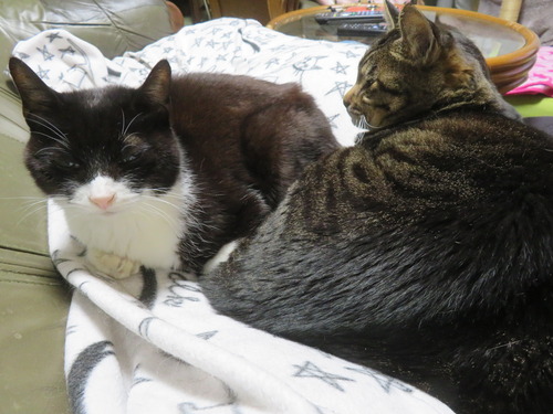 �ʤʡ�����