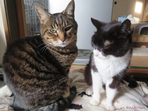 �ʤʡ�����