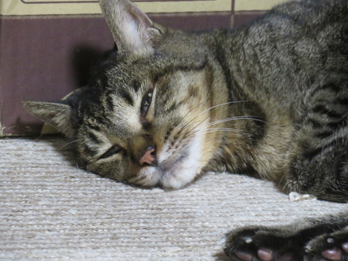 �����Ƥ�